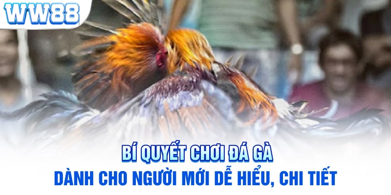 Bí Quyết Chơi Đá Gà Dành Cho Người Mới Dễ Hiểu, Chi Tiết