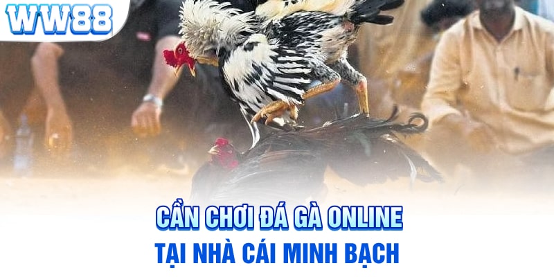 Bí quyết chơi đá gà là lựa chọn nhà cái minh bạch