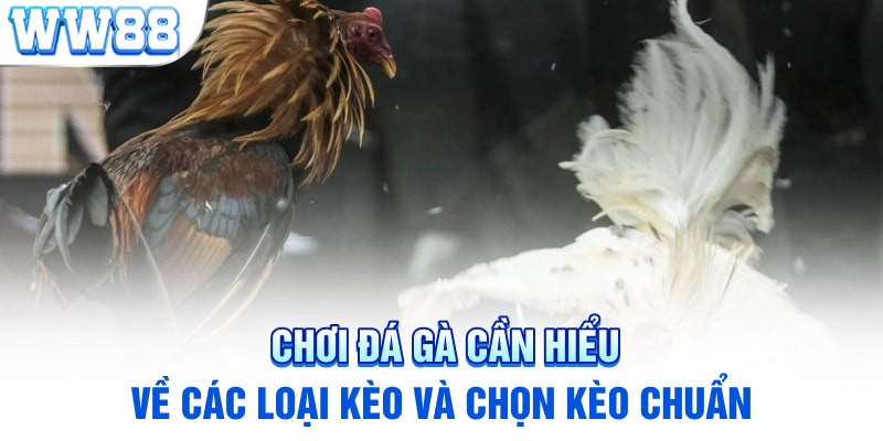 Chơi đá gà cần hiểu về các loại kèo và chọn kèo chuẩn