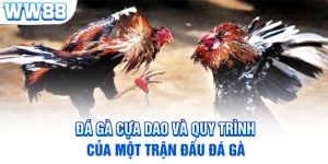 Đá Gà Cựa Dao Và Quy Trình Của Một Trận Đấu Đá Gà