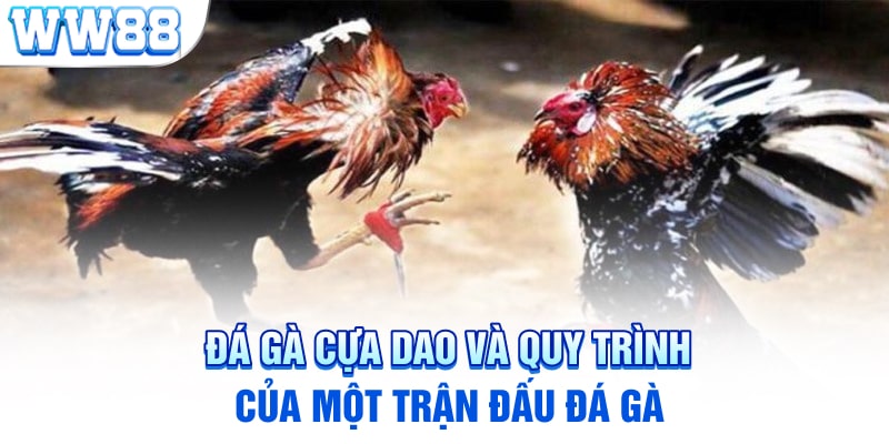 Đá Gà Cựa Dao Và Quy Trình Của Một Trận Đấu Đá Gà