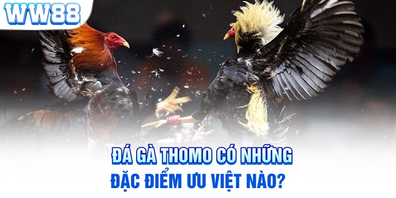 Đá gà Thomo có những đặc điểm ưu việt nào?