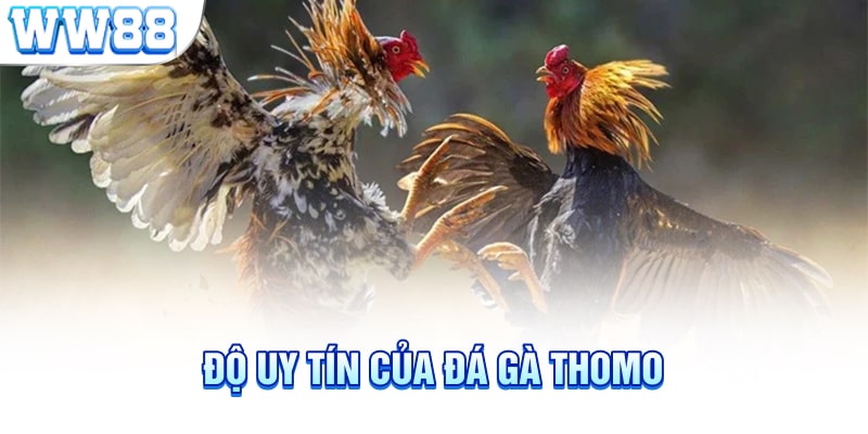 Độ uy tín của đá gà Thomo