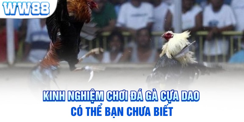 Kinh nghiệm chơi đá gà cựa dao