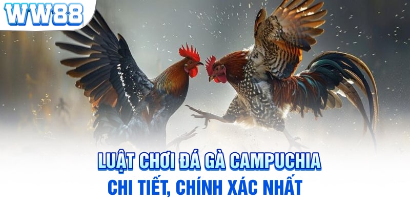 Luật chơi đá gà Campuchia chi tiết, chính xác nhất