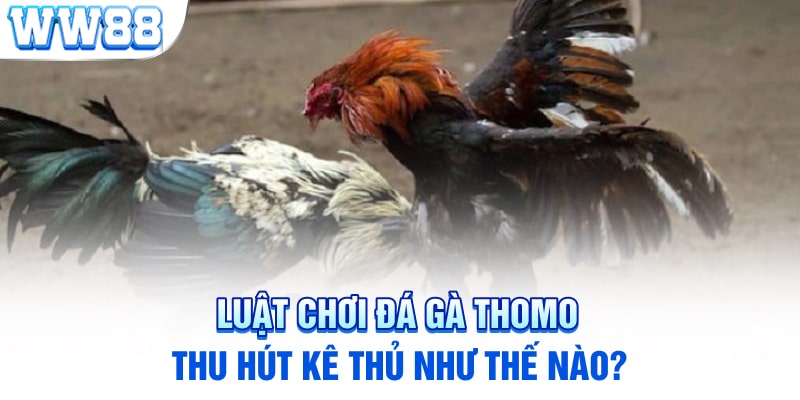 Luật chơi đá gà Thomo thu hút kê thủ như thế nào?