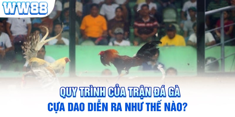 Quy trình của trận đá gà cựa dao diễn ra như thế nào?