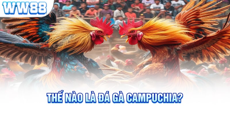 Thế nào là đá gà Campuchia?