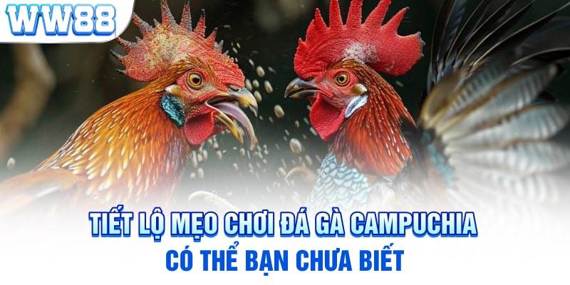 Tiết lộ mẹo chơi đá gà Campuchia có thể bạn chưa biết