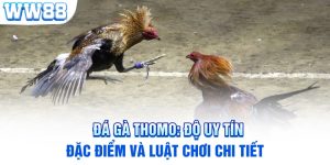 Đá Gà Thomo: Độ Uy Tín, Đặc Điểm Và Luật Chơi Chi Tiết